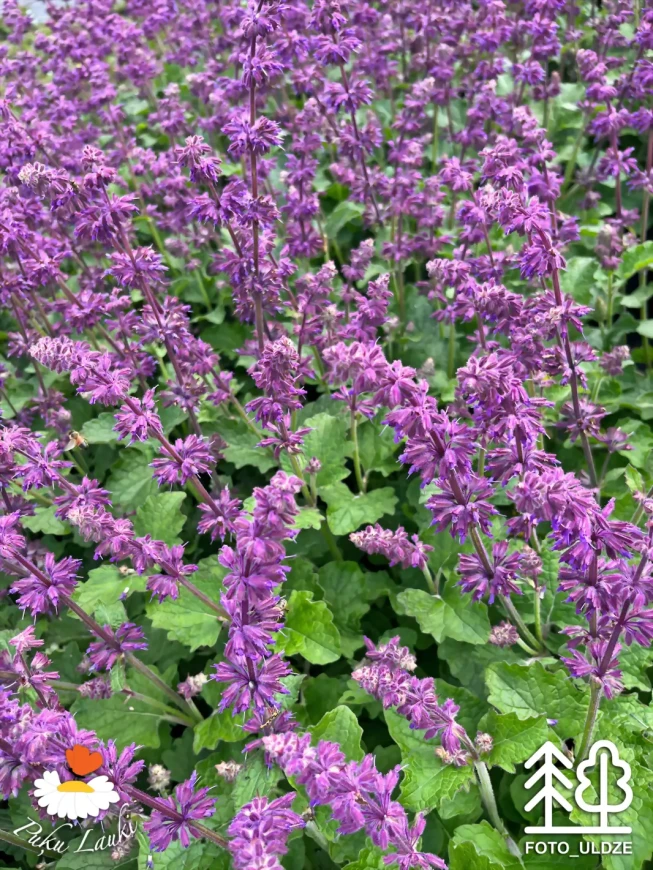 Salvia verticillata   'Purple Rain'